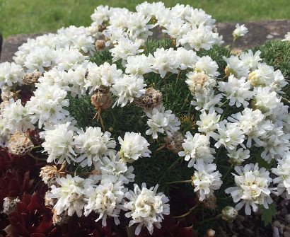 Armeria juniperifolia 'Alba'